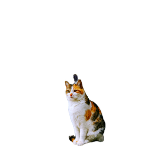 A Calico Cat Sits Elegantly Under Blooming Purple Wisteria In A Garden, Capturing The Essence Of Spring Outdoors. 19351 - Cat PNG image with transparent background
